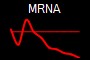 MRNA